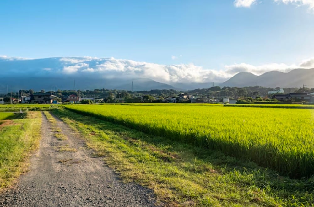 299 Hektare Lahan Negara di Subang Disewakan Pejabat Kementan, Hanya 1 Hektare Dikelola