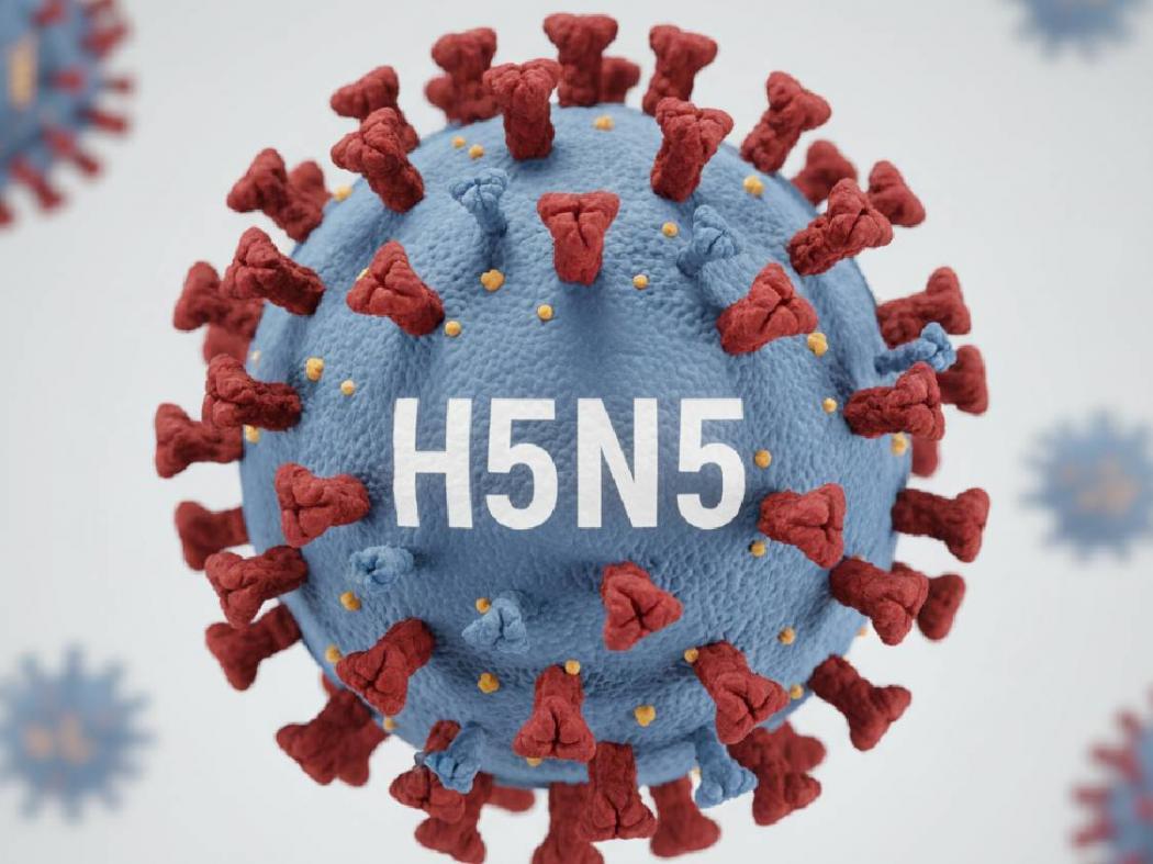 Virus H5N5 Menginfeksi Manusia untuk Pertama Kalinya, OTW Pandemi Baru?