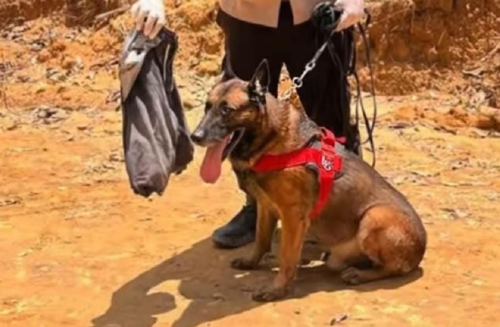 Viral Anjing K9 Gugur saat Cari Korban Banjir di Agam, Netizen: Terima Kasih atas Jasamu