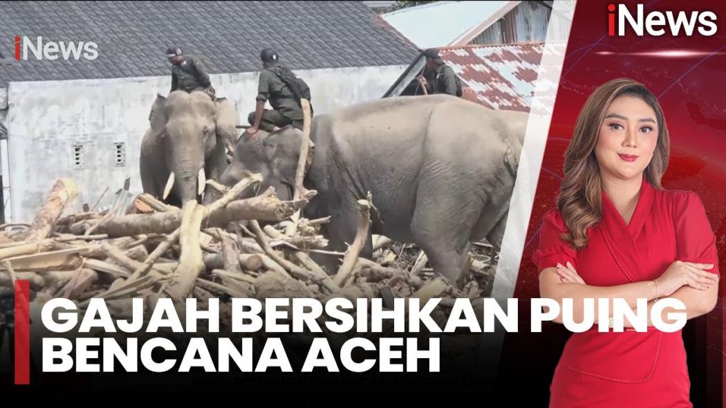 Empat Gajah Dikerahkan Buka Jalan Cari Korban Banjir Bandang Aceh