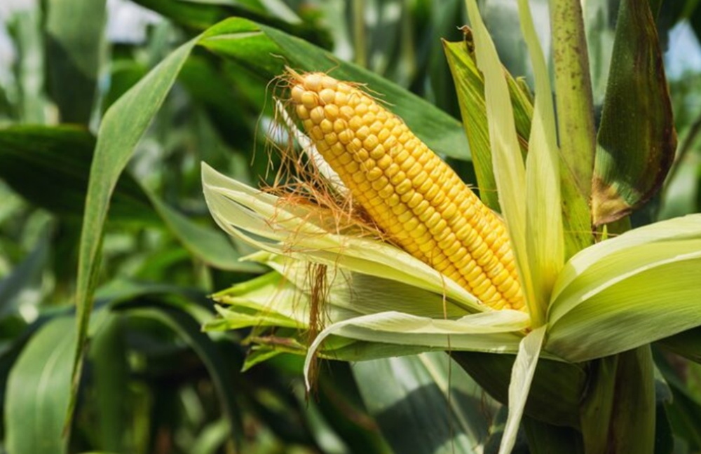 RI Umumkan Swasembada Beras dan Jagung pada Akhir 2025