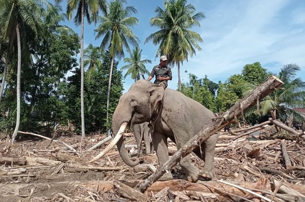 Gajah Dikerahkan Bantu Penanganan Banjir di Aceh, BKSDA Pastikan Prinsip Animal Welfare