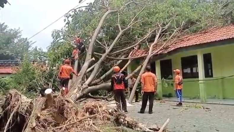Angin Kencang Terjang Sampang, Puluhan Rumah Rusak dan Pohon Tumbang Timpa Sekolah 