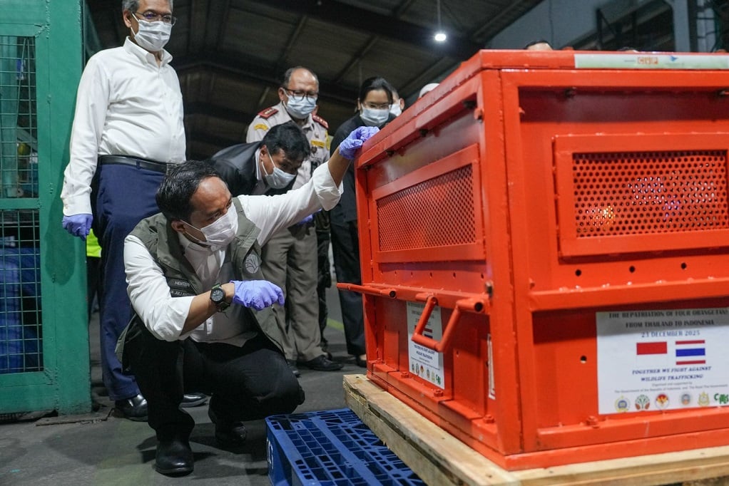 Kemenhut Pulangkan 4 Orang Utan dari Thailand, Korban Perdagangan Ilegal