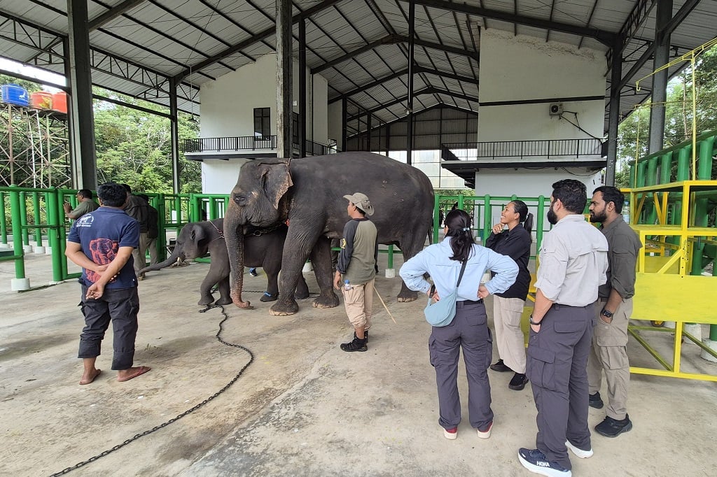 Kemenhut Siapkan Revitalisasi Rumah Sakit Gajah Sumatra, Gandeng Dokter India