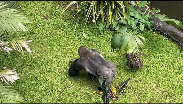 Atraksi Pemberian Makan Gorila jadi Daya Tarik Ragunan saat Libur Natal