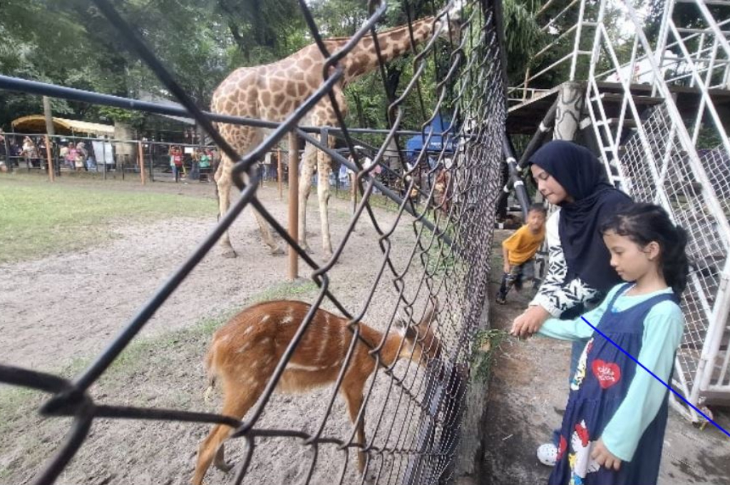 Libur Tahun Baru, Ribuan Wisatawan Padati Kebun Binatang Surabaya