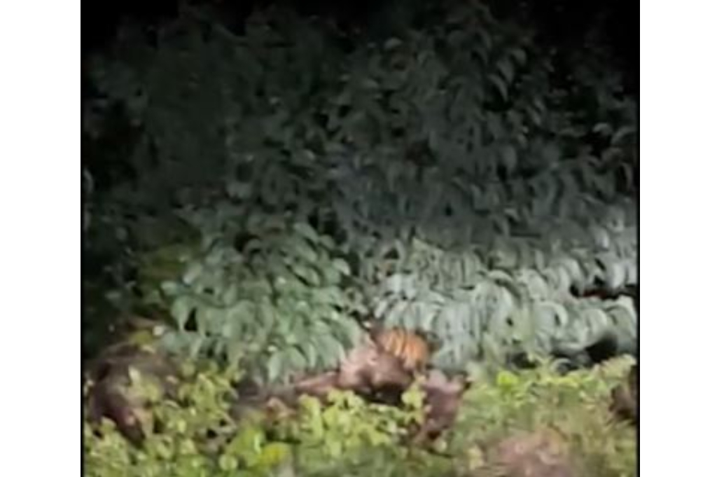 Kesaksian Mencekam Warga Pelalawan Papasan dengan 3 Harimau Sumatera
