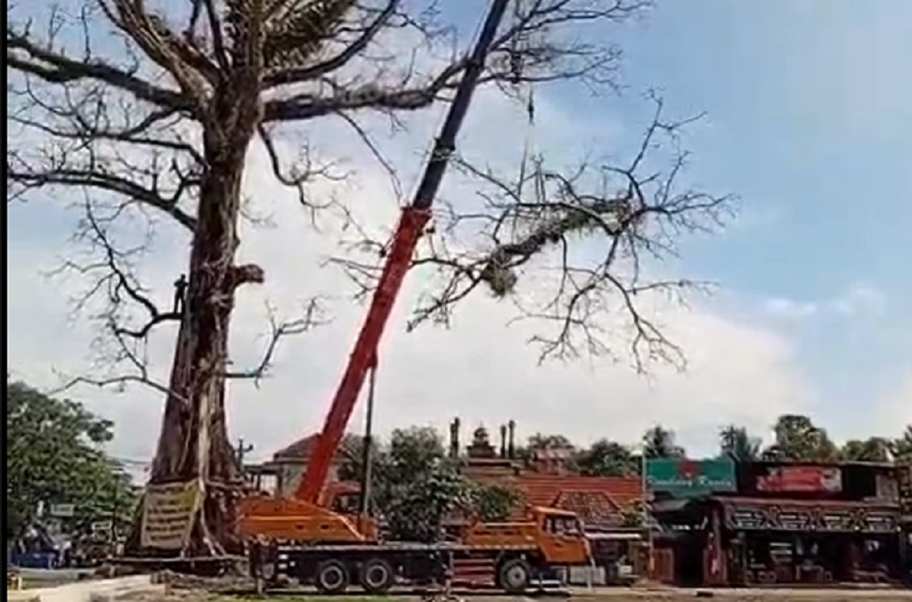 Pohon Bersejarah di Magelang Berusia 250 Tahun Ditebang, Ini Alasannya