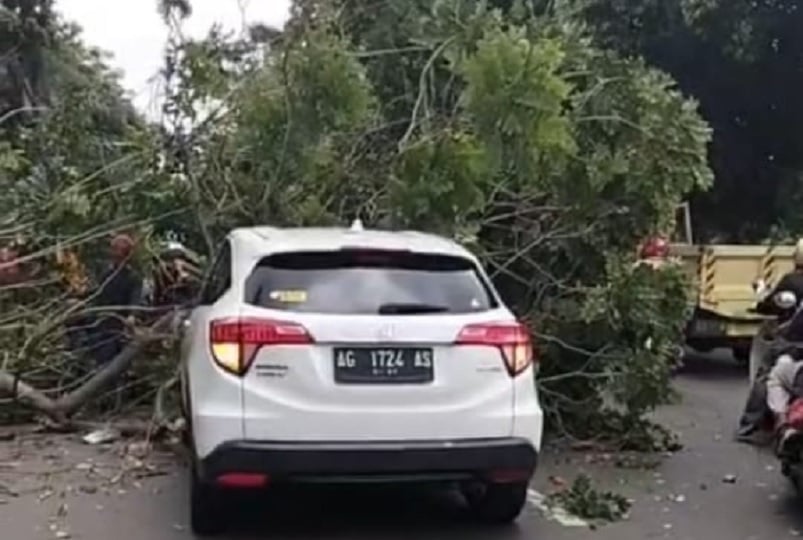 Ngeri! Pohon Tumbang di Cilandak Timur Jaksel Timpa Mobil, Tak Ada Korban