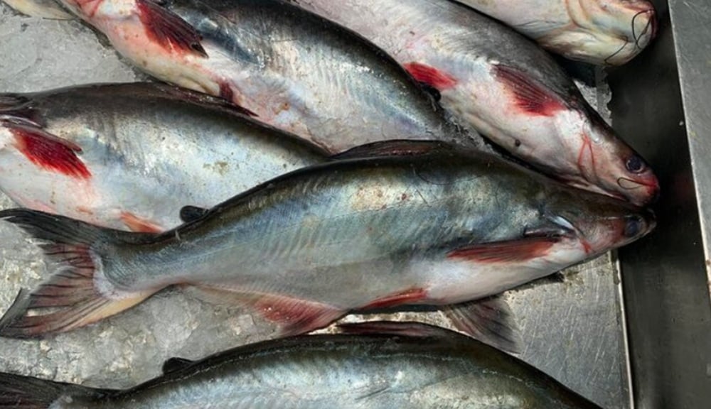 RI Siap Ekspor Ikan Patin ke Arab Saudi untuk Konsumsi Jemaah Haji