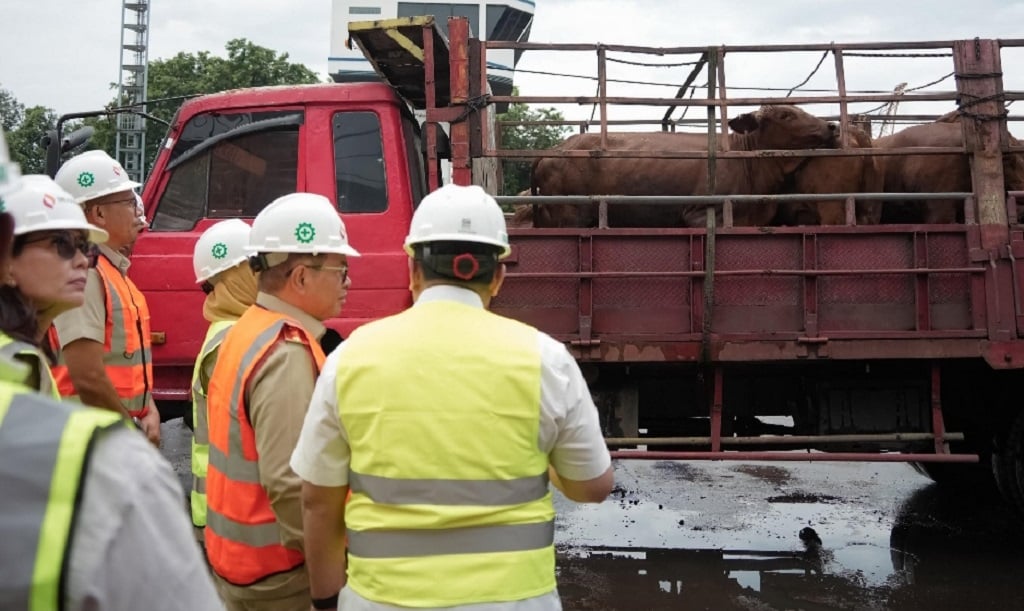 Pemprov Jakarta Impor 3.100 Sapi dari Australia, Pramono Yakin Stok Daging Aman