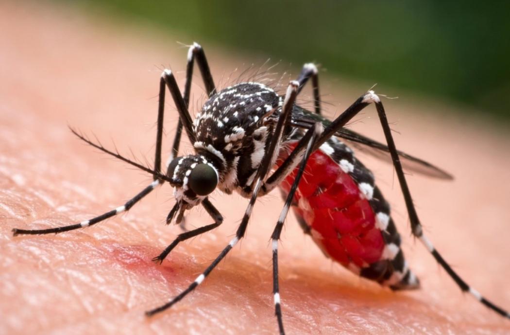 Kasus DBD Masih Tinggi, Indonesia Catat Lebih dari 1 Juta Kasus