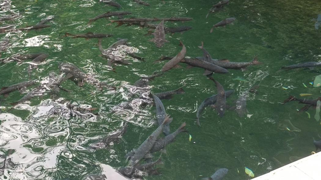 Mitos Ikan Dewa Linggarjati, Dipercaya Jelmaan Prajurit Prabu Siliwangi?