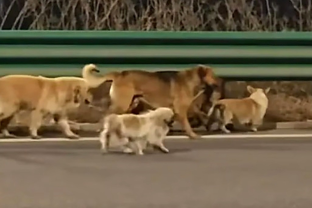 Kisah Haru 7 Anjing di China Kabur dari Pencuri, Pulang Bersama ke Pemiliknya