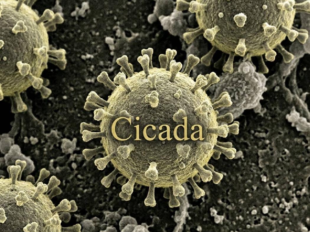 Asal Usul Nama Cicada, Julukan Covid-19 Varian Baru yang Mulai Menggila