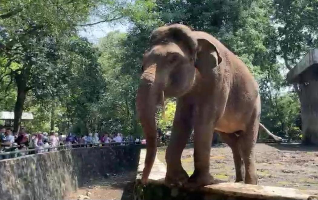 Sejarah Pemindahan Kebun Binatang dari Cikini ke Ragunan, Gajah Tertua Jadi Saksi Hidup 