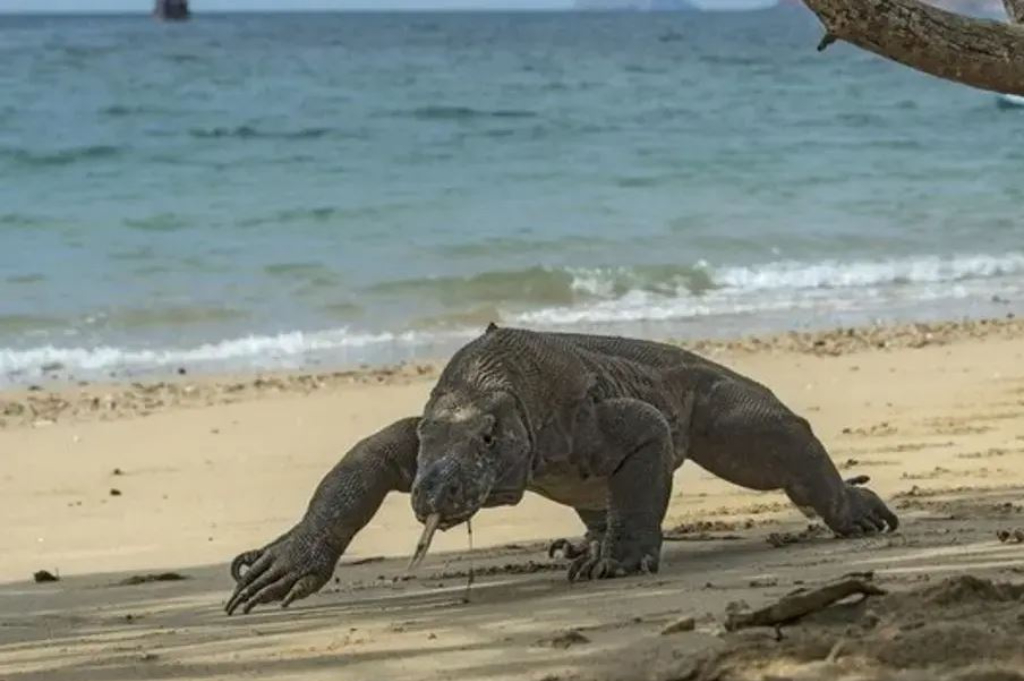 Menhut Ungkap Alasan Batasi Kunjungan Wisata ke TN Komodo jadi 1.000 Orang per Hari