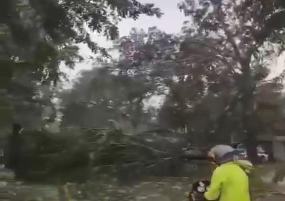 Hujan Badai Terjang Bekasi Bikin Pohon Tumbang hingga Rumah Rusak