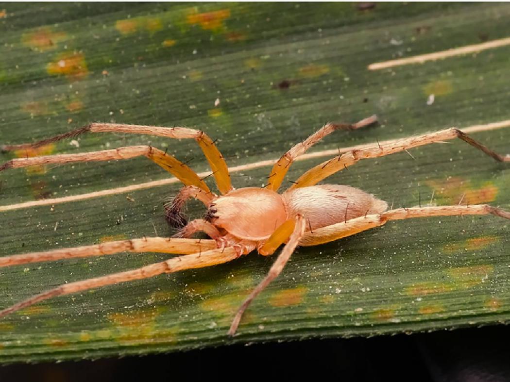 Laba-Laba Hantu Pertama di Asia Tenggara Ditemukan di Pulau Jawa