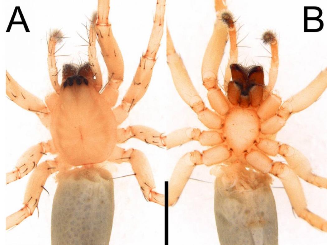 Apa Itu Rathalos inagami, Laba-Laba Hantu Pertama di Indonesia? Ini Karakternya