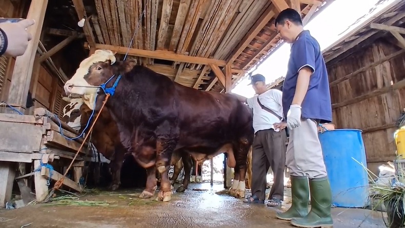 Penampakan Bagong, Sapi 1,1 Ton Milik Warga Grobogan Terpilih Jadi Hewan Kurban Prabowo