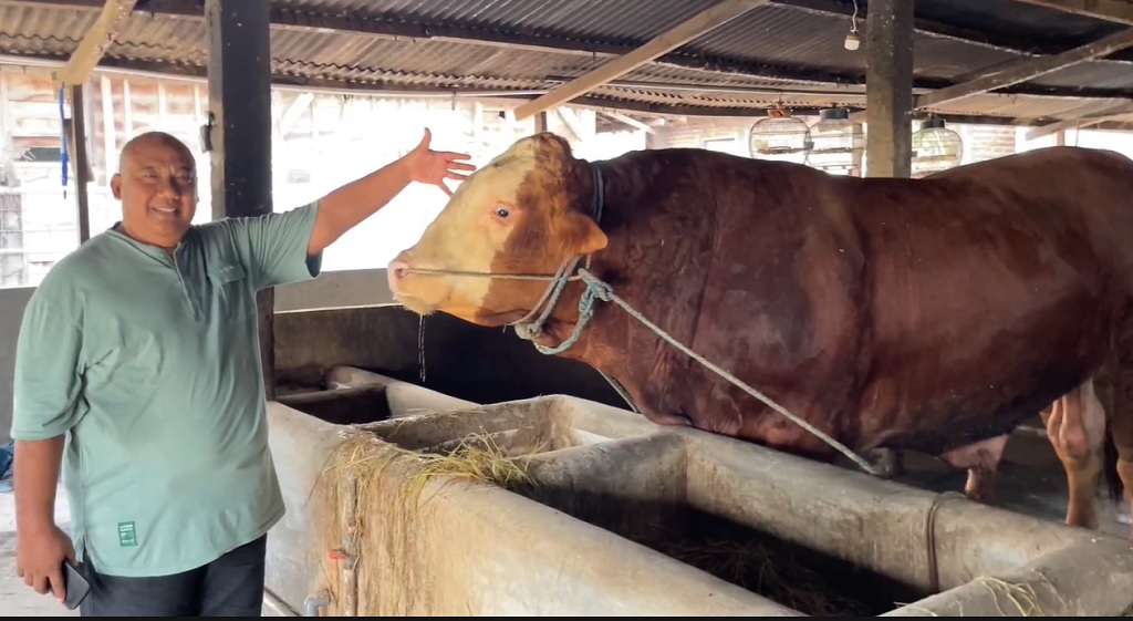 Penampakan Satria, Sapi Kurban Presiden Prabowo Berbobot 1,2 Ton di Lamongan