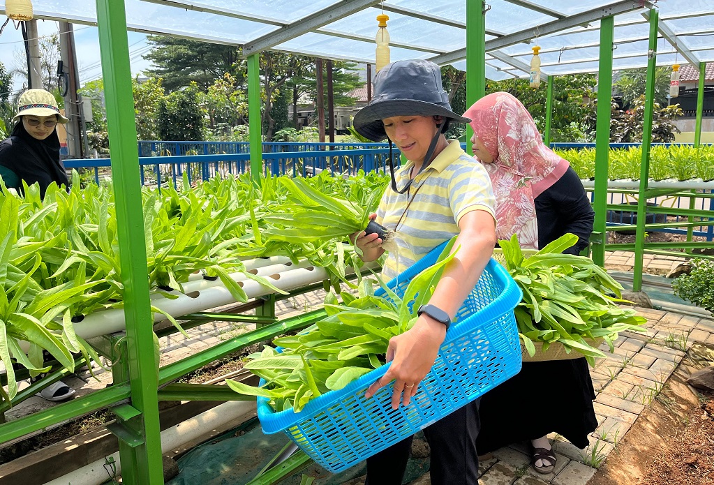 Didukung BRI, KWT Mawar 8 Sulap Lahan Semak Belukar di Tangerang Jadi Kebun Hidroponik