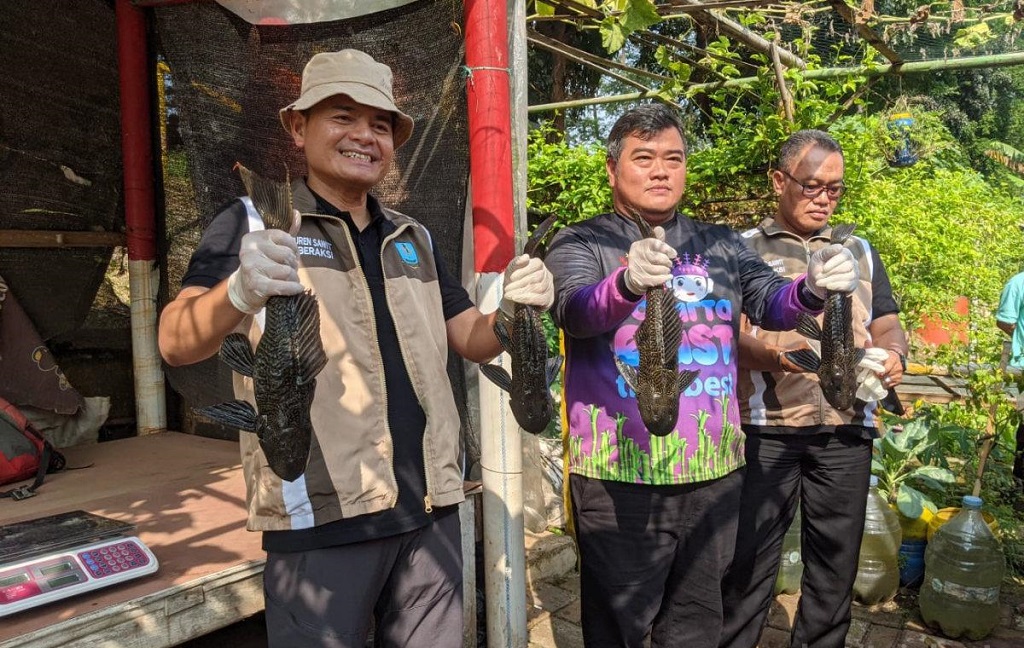 Populasi Ikan Sapu-Sapu di BKT Jaktim Melonjak, Petugas Tangkap 86 Kg