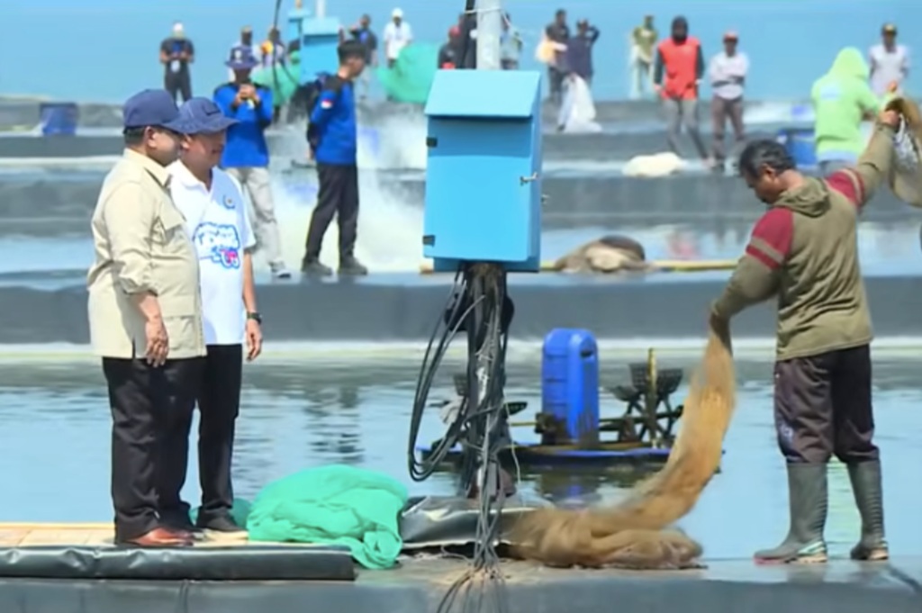 Prabowo Pimpin Panen Raya Udang Vaname 75 Ton di Kebumen