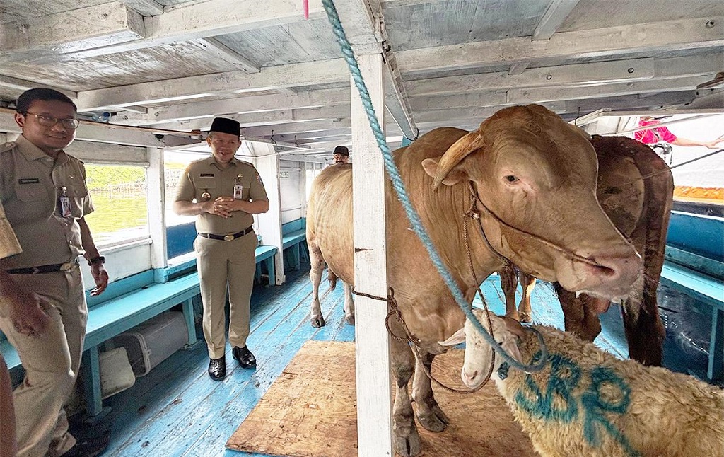 49 Hewan Kurban Dikirim ke Kepulauan Seribu, Sapi hingga Domba Naik Kapal