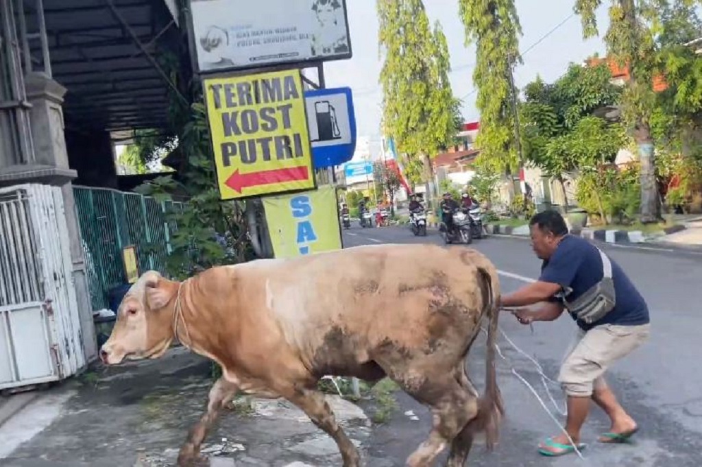 Heboh Sapi Kurban Mengamuk di Lamongan, Nyaris Masuk Salon Kecantikan