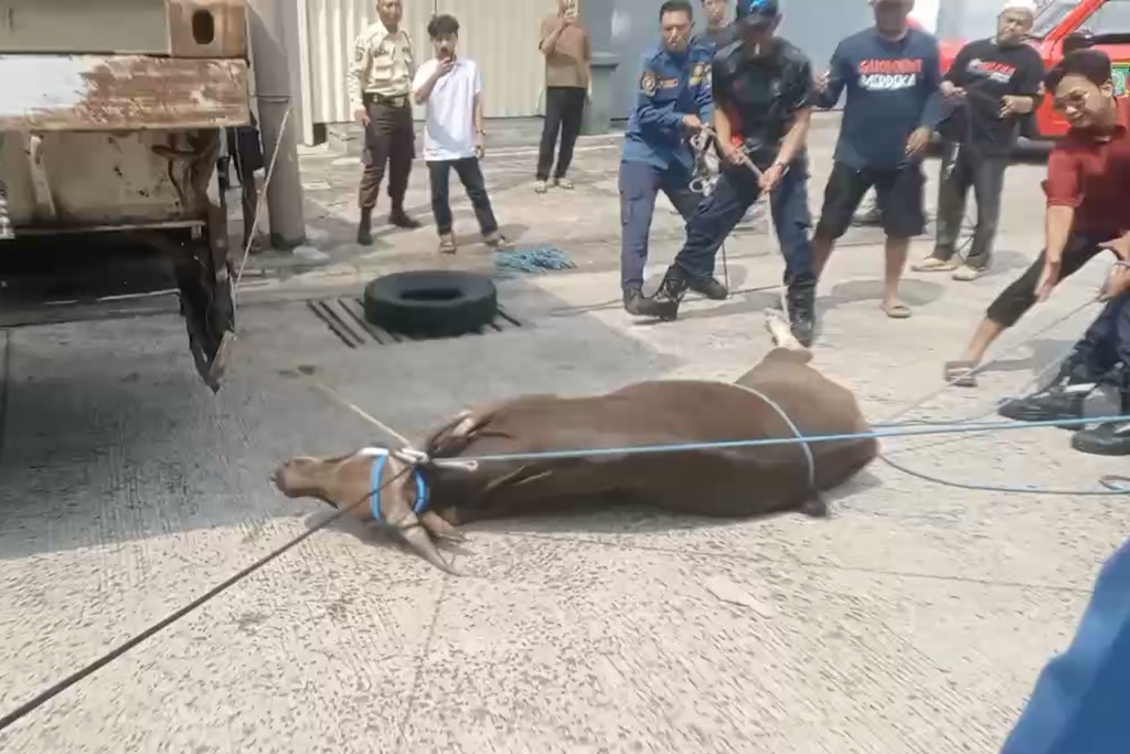 Dramatis! Sapi Lepas saat Hendak Dikurbankan di Tangerang, Damkar Turun Tangan