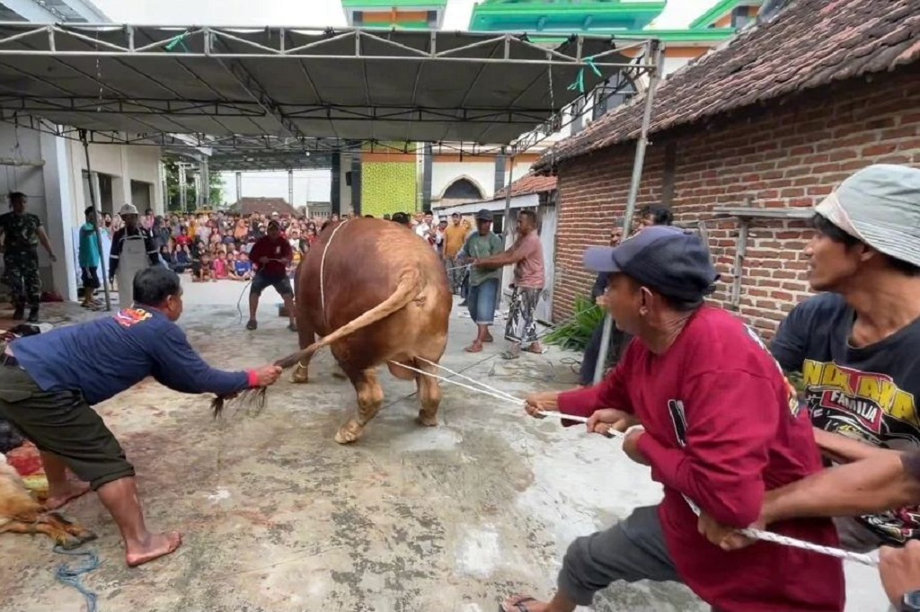 Sapi Kurban Prabowo 1,1 Ton di Lamongan Jadi Tontonan Warga Sekampung saat Disembelih