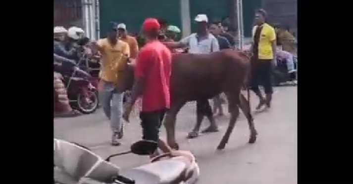 Sapi Kurban Mengamuk di Jalan Raya Bangkalan Saat Dibawa ke Pemotongan, Lalu Lintas Tersendat