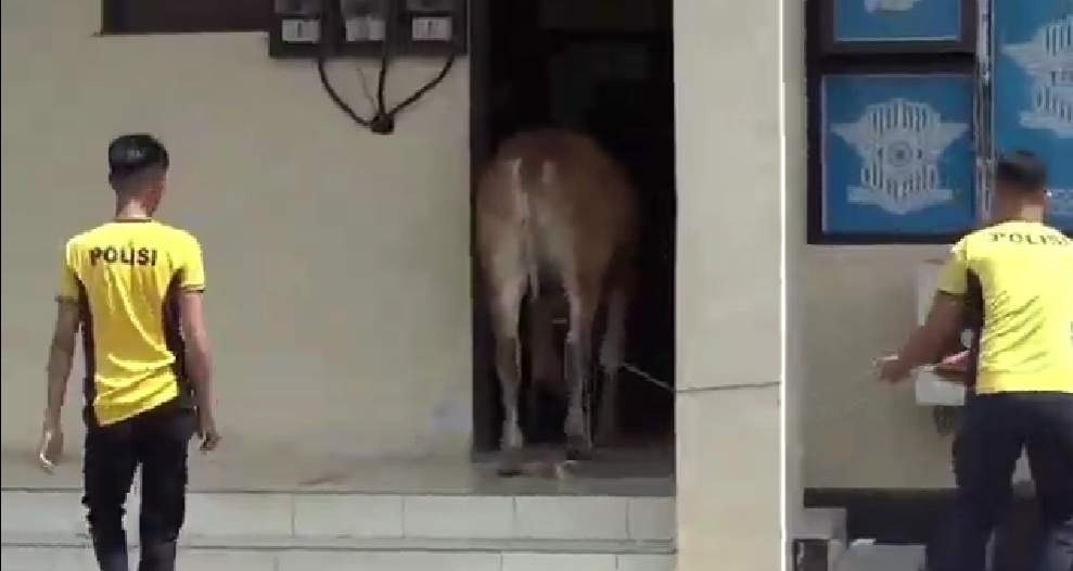 Sapi Kurban Pemberian Bupati Kabur Masuk Gedung Pelayanan Satlantas Polres Sumedang