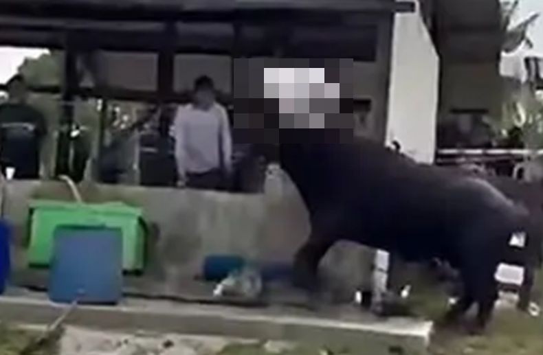 Horor! Kerbau Kurban Ngamuk, Seruduk Warga hingga Tewas