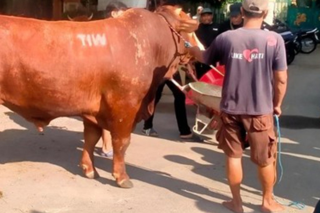 Viral Masjid Dekat Rumah Amien Rais Dapat Sapi Kurban 1,1 Ton Bertuliskan TIW, Siapa Pengirimnya?
