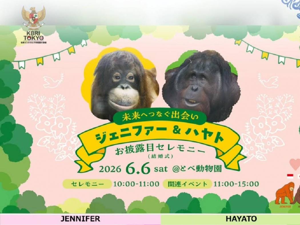 Jangan Lewatkan! Besok Ada Resepsi Orang Utan Kalimantan di Tobe Zoo Jepang