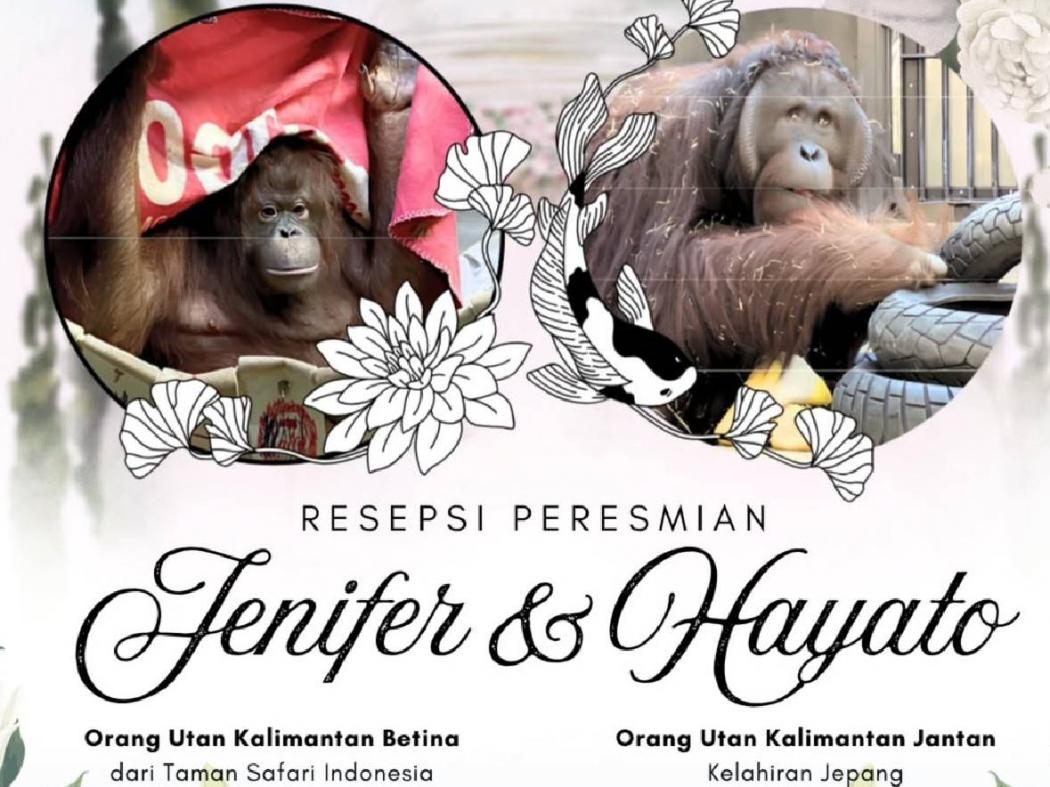Viral KBRI Tokyo Umumkan Resepsi Pernikahan Orang Utan Kalimantan di Tobe Zoo Jepang