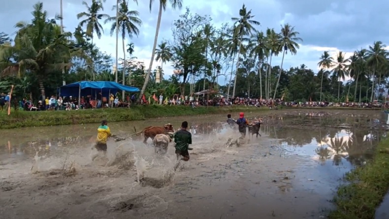Pacu Jawi Minangkabau, Adu Ketangkasan Joki dan Kecepatan Sapi di Sawah Berlumpur