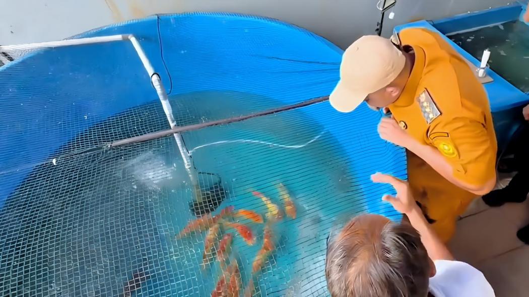 Bupati Bogor Kunjungi Pembibitan Ikan Koi Milik Warga, Dorong Kualitas Berdaya Saing