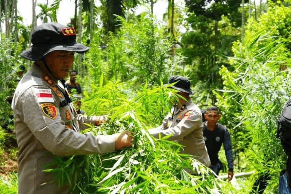 Heboh! Ladang Ganja 2 Hektare di Aceh Utara, 3.000 Batang Tanaman Dimusnahkan