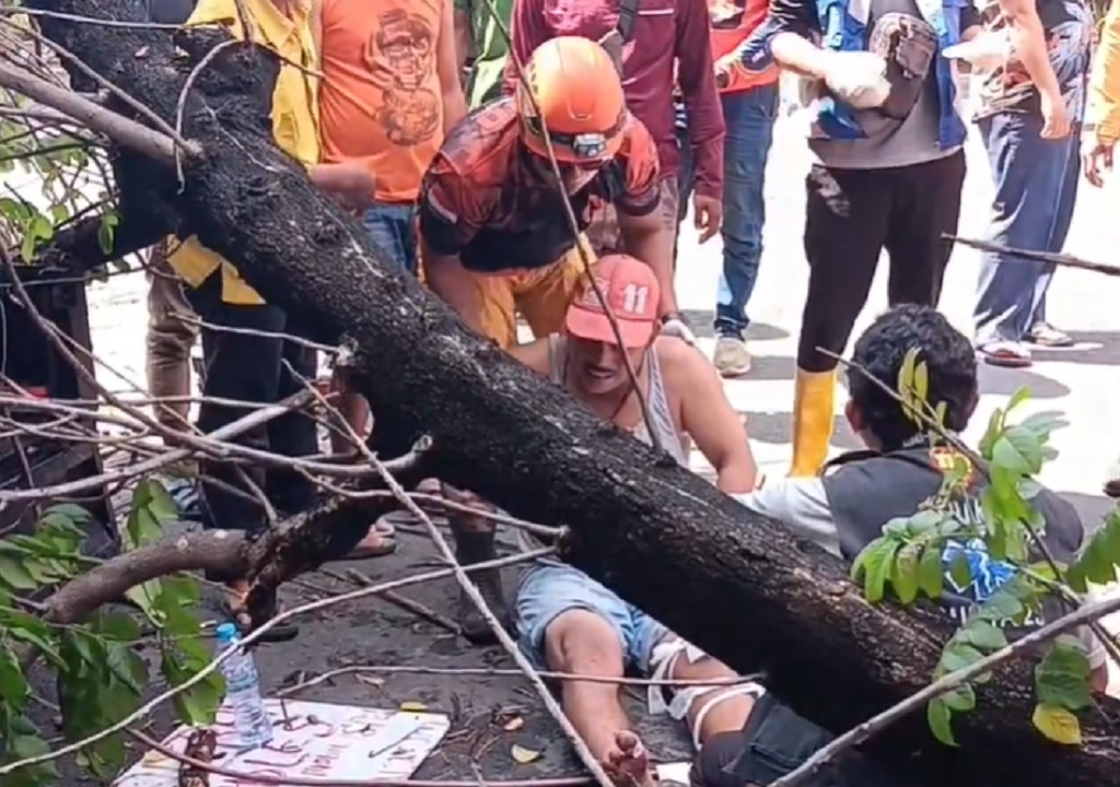 Pohon 8 Meter di Surabaya Tumbang Timpa Tambal Ban, 1 Luka Parah
