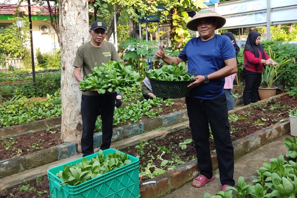 Puing Berganti Pakcoy, BRI Dampingi Taman Urban Farming Dahlia Tebar Manfaat ke Warga