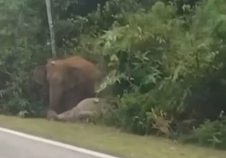 Pilu! Induk Gajah Tolak Tinggalkan Anaknya yang Mati Ditabrak Mobil di Jalanan