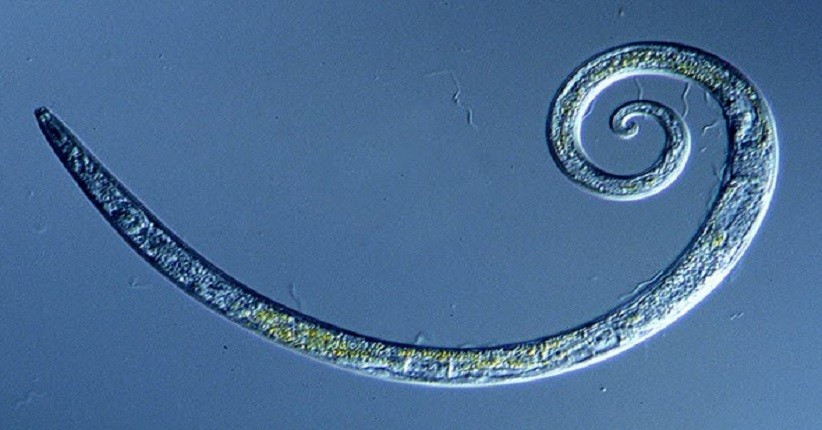 4 Kemampuan Aneh Cacing yang Mungkin Tak Anda Ketahui