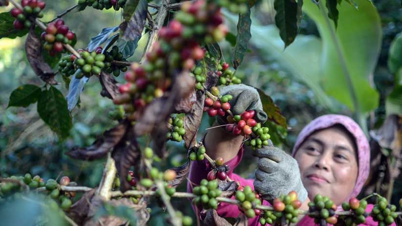 250 Pohon Kopi di Temanggung Dirusak Orang Tak Dikenal, Polisi Buru Pelaku