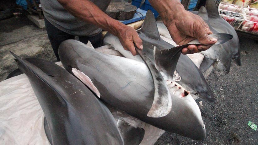Kolombia Sita Ribuan Sirip Hiu Bernilai Miliaran Rupiah, Hendak Dikirim ke Hong Kong