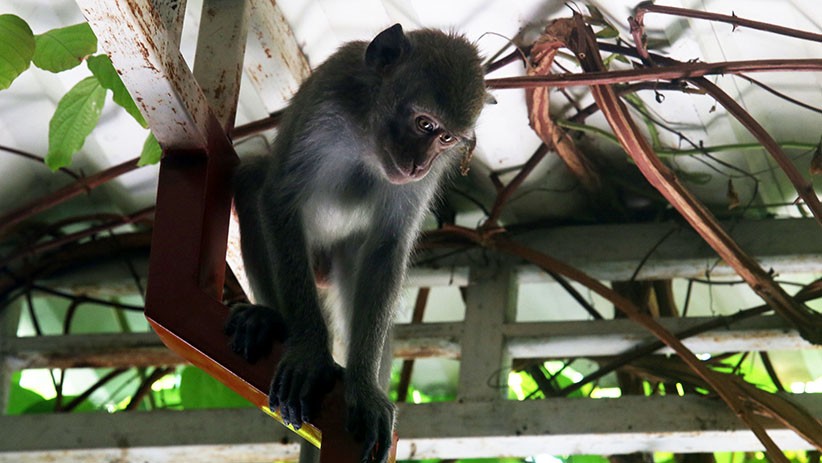 Ngeri, Bayi 2 Bulan di Lebak Diserang Monyet Liar hingga Luka Parah